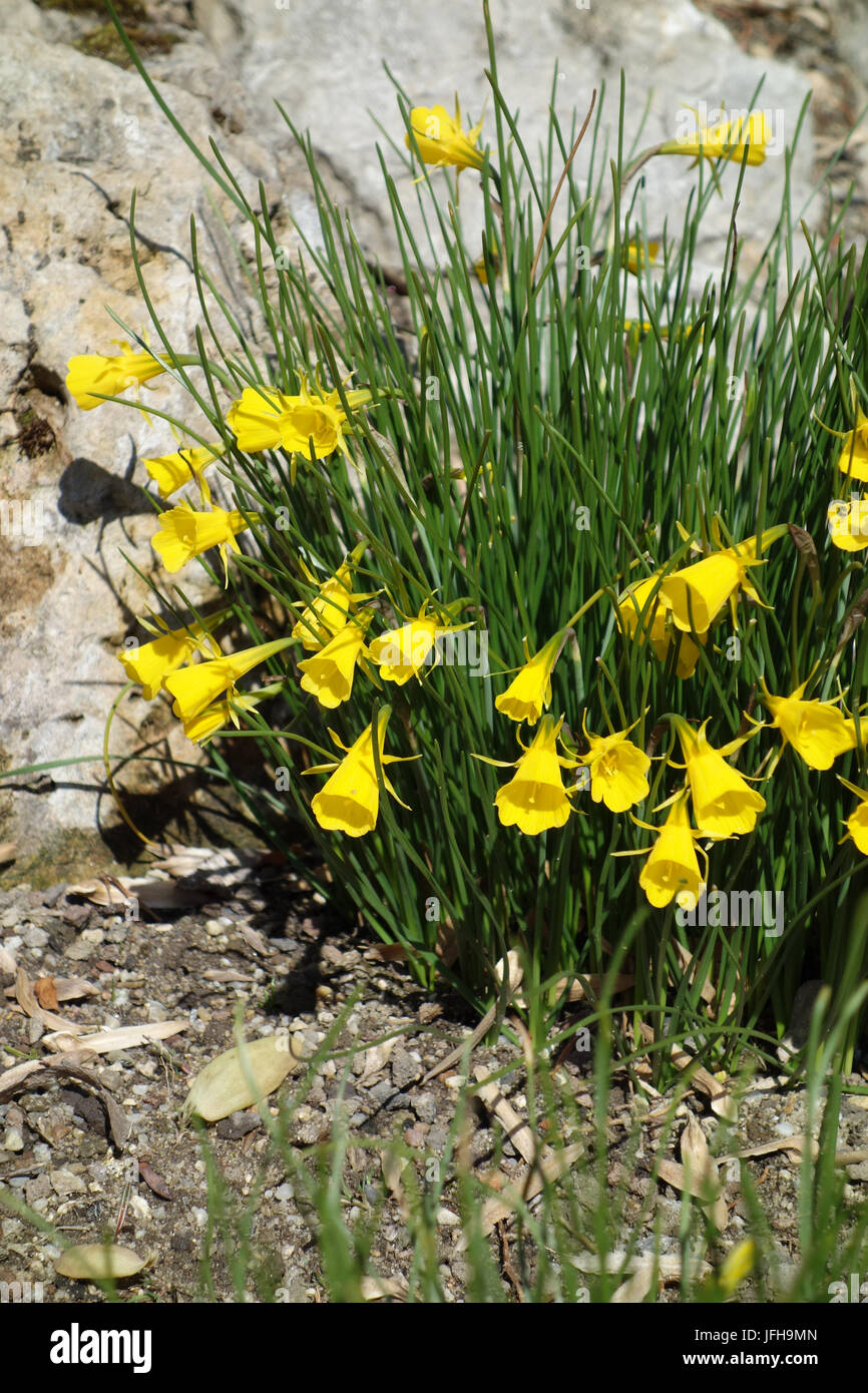 Narcissus asturiensis, Asturian Daffodil Stock Photo