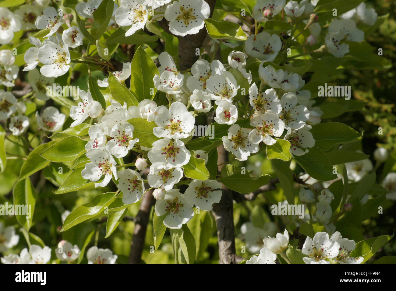 Pyrus communis, Pear Tree Stock Photo Alamy