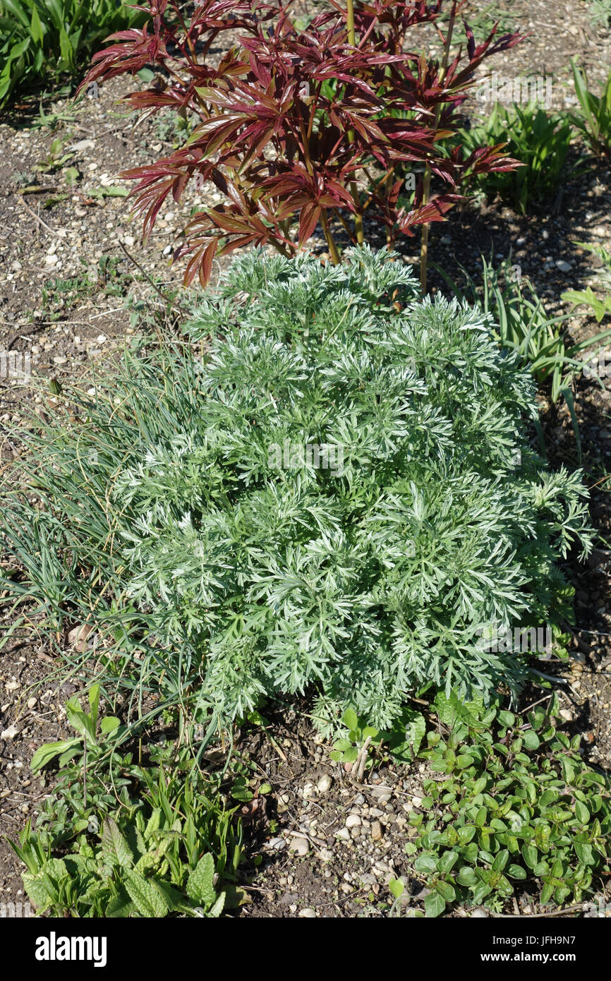 Artemisia absinthium, Wormwood Stock Photo