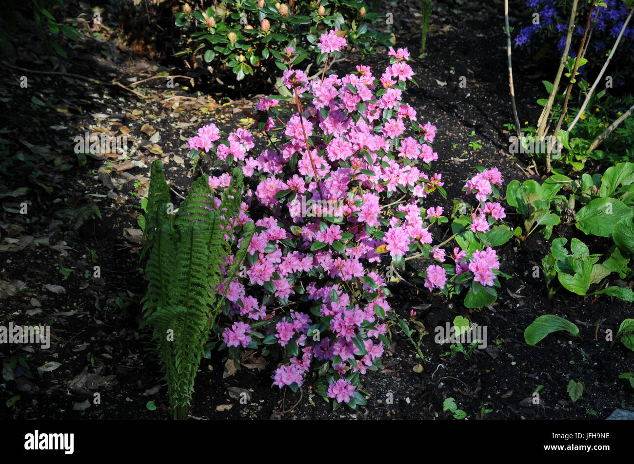snake plant online Landscaping Plant Succulent – Bastana Online Gardens main image 0