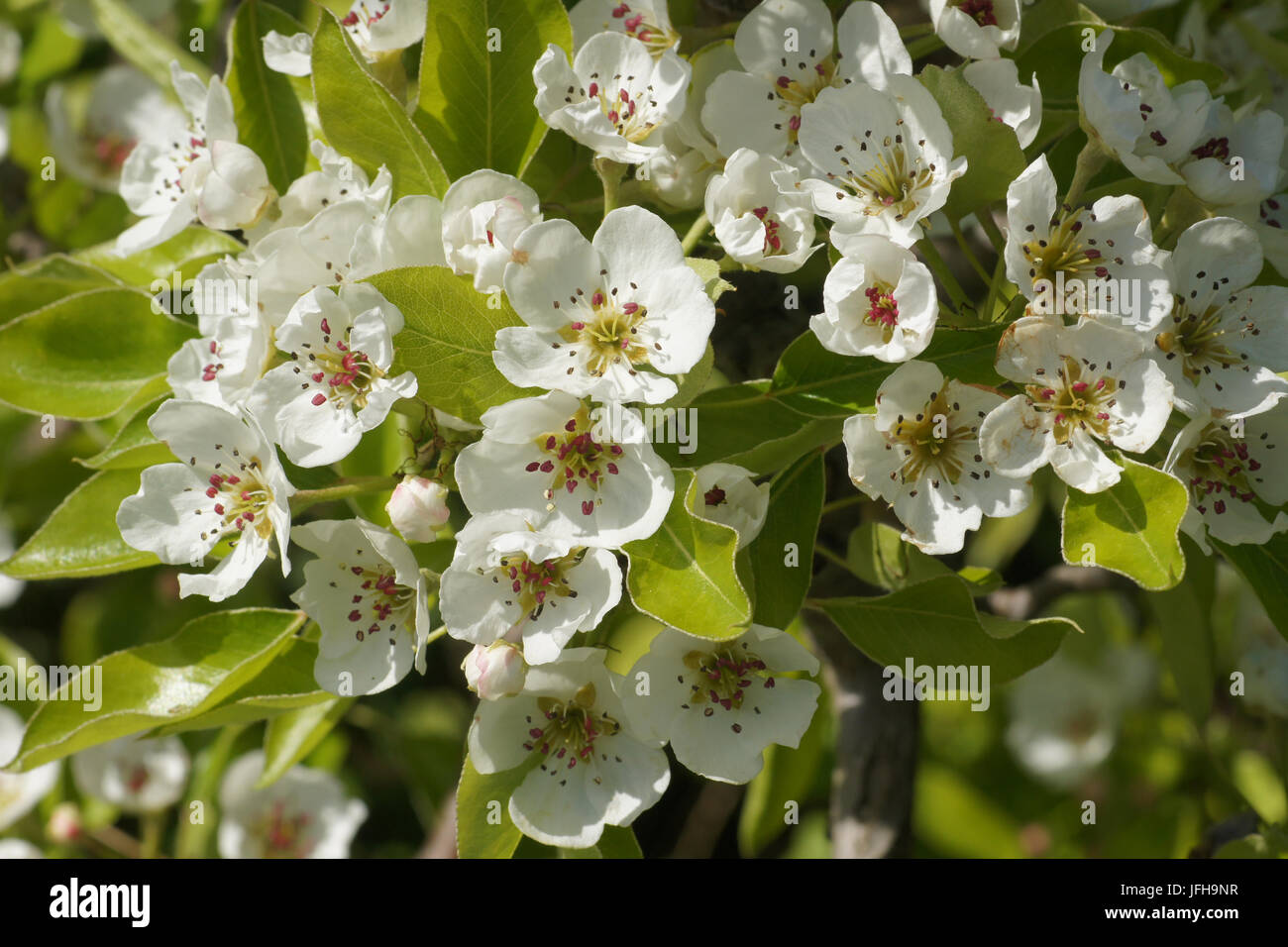Pyrus communis, Pear Tree Stock Photo Alamy