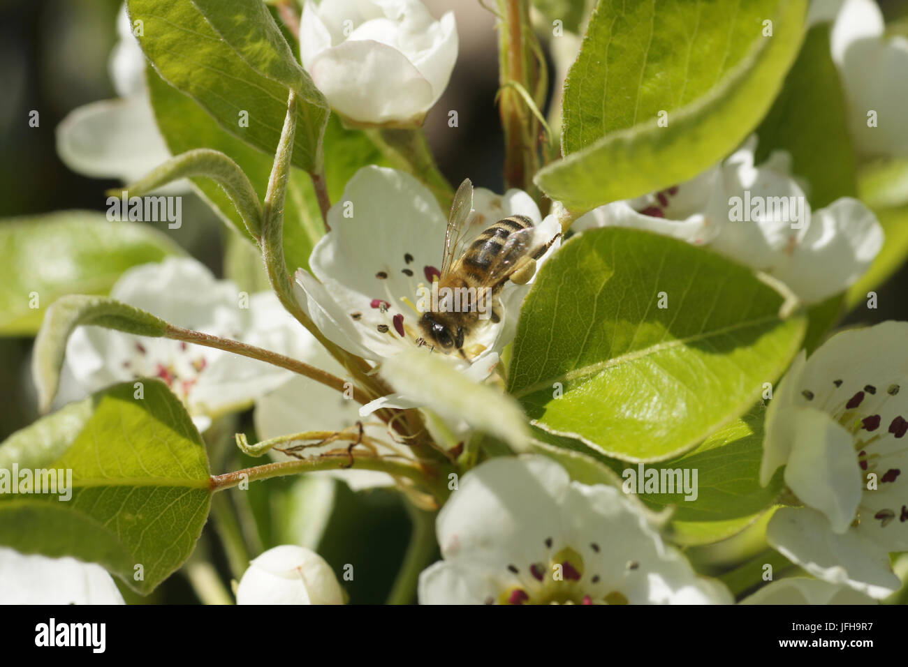 Pyrus communis, Pear Tree, with bee Stock Photo