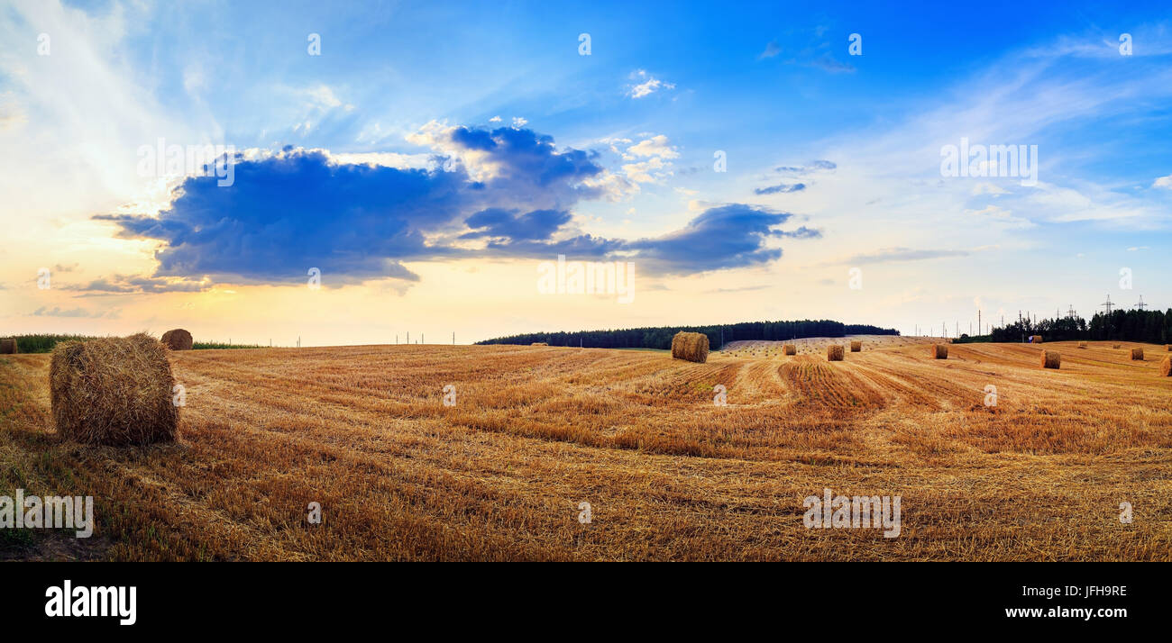 Hay bales on field Stock Photo - Alamy