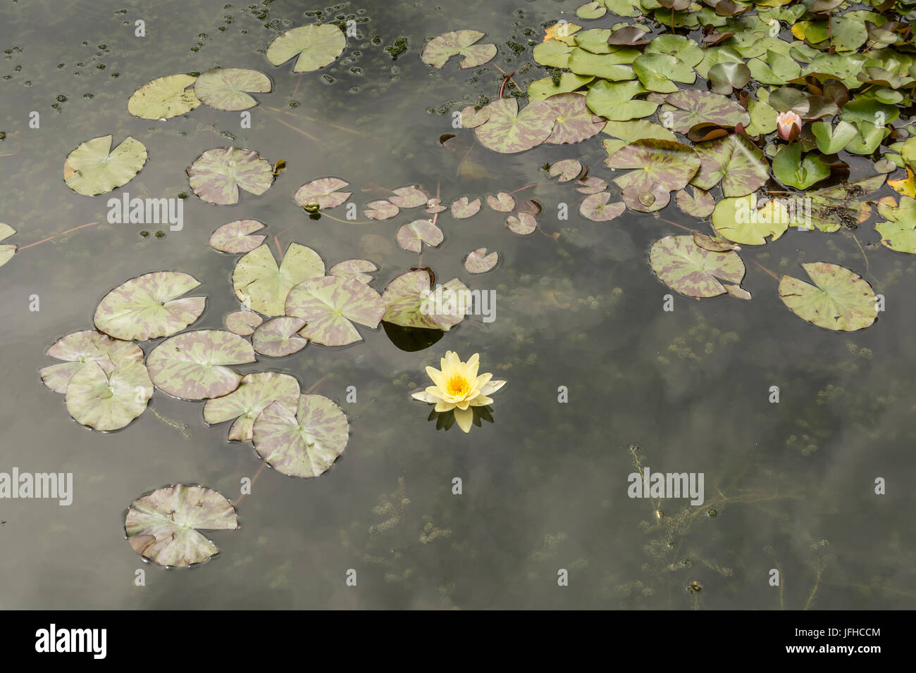 Yellow lotus blossom and water lilies Stock Photo - Alamy