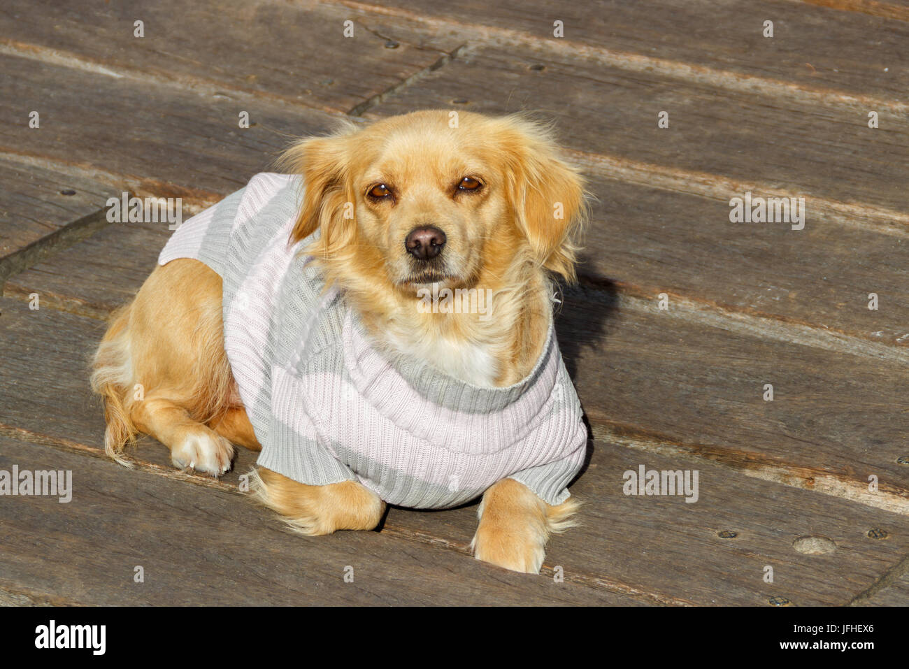 Beige dog hi-res stock photography and images - Alamy