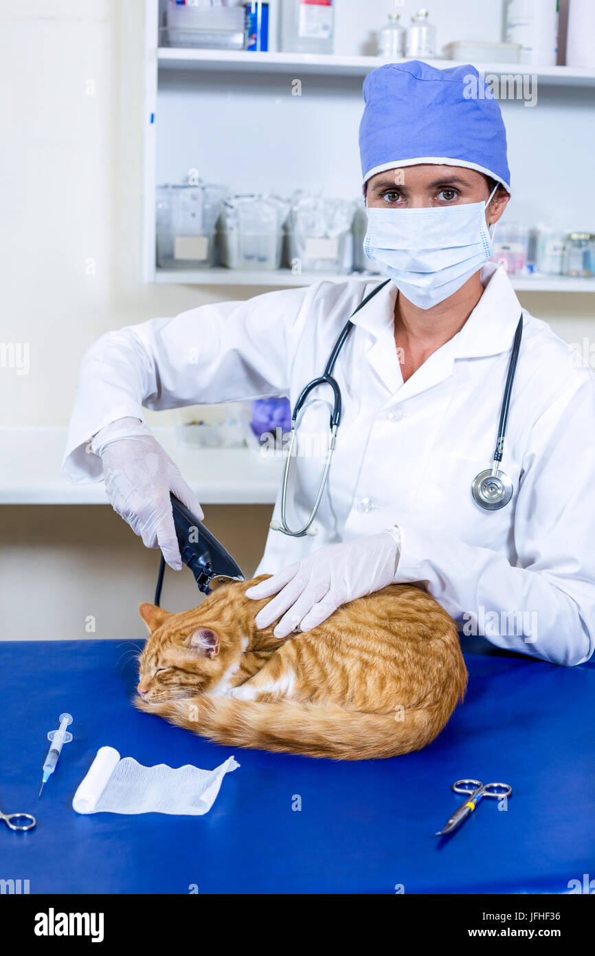 Vet cat operation hires stock photography and images Alamy