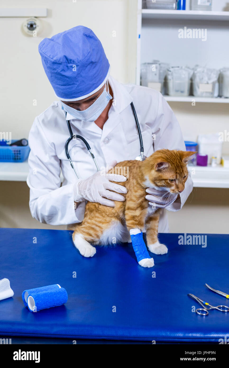 Vet with mask examining a cat on examination table Stock Photo - Alamy