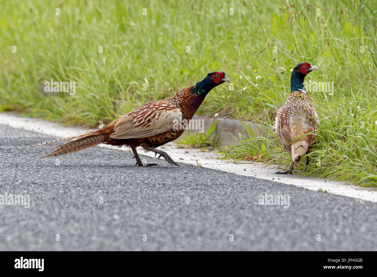 Pheasants roadside Stock Photo