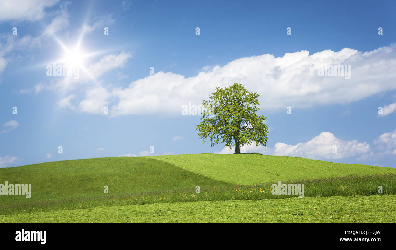 lonely tree on a hill Stock Photo - Alamy
