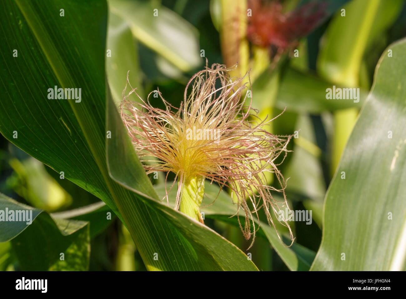 In the corn field Stock Photo