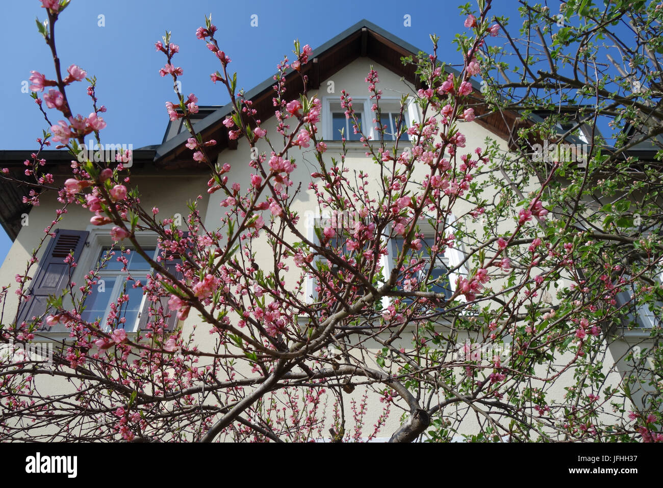Prunus persica, Pfirsich, Peach Stock Photo