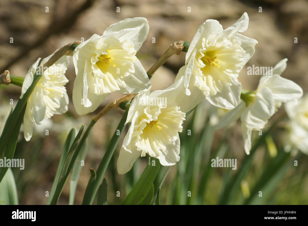 Narcissus x incomparabilis, Nonesuch Daffodil Stock Photo