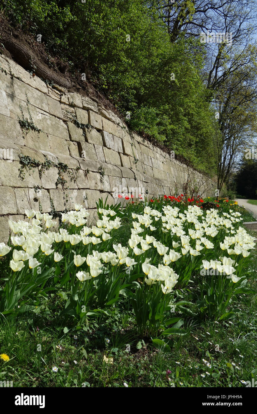 Tulip White Triumphator, Lily-Flowered Tulip Stock Photo