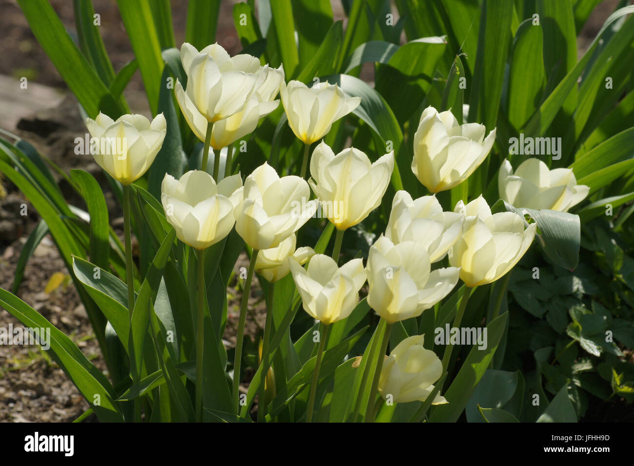 Tulip White Triumphator, Lily-Flowered Tulip Stock Photo