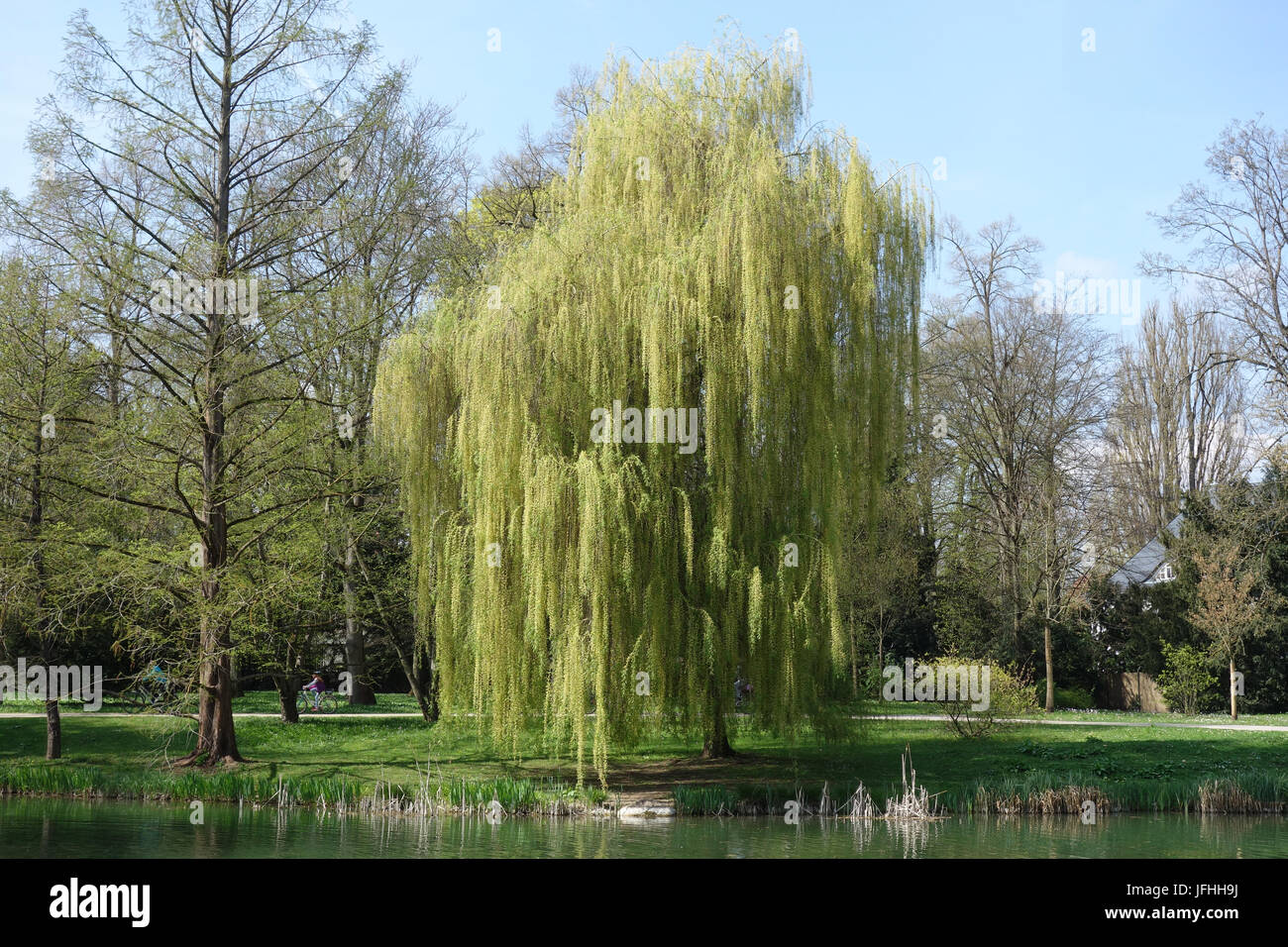 Salix alba Tristis, Weeping Willow Stock Photo