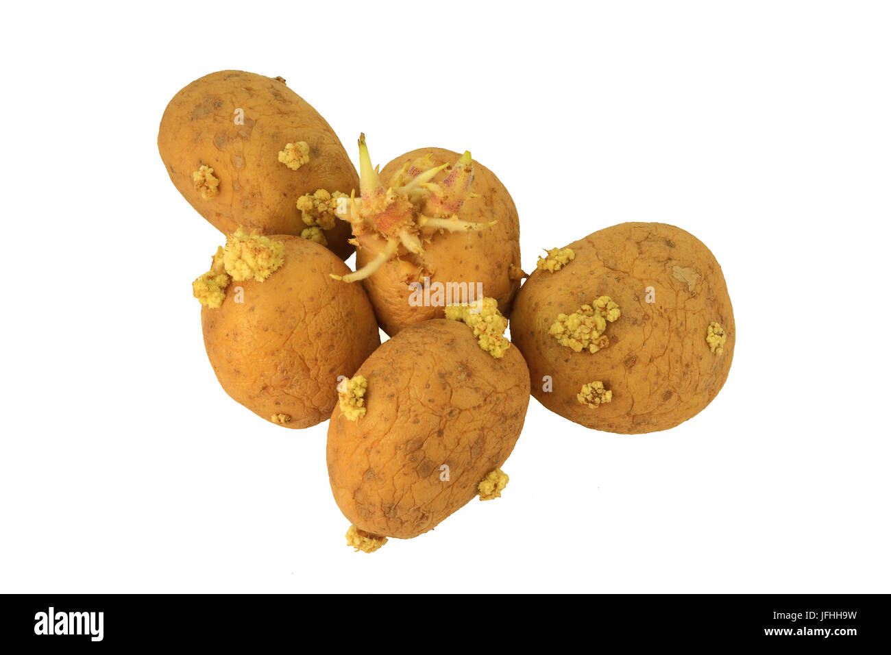 Sprouted potatoes Stock Photo