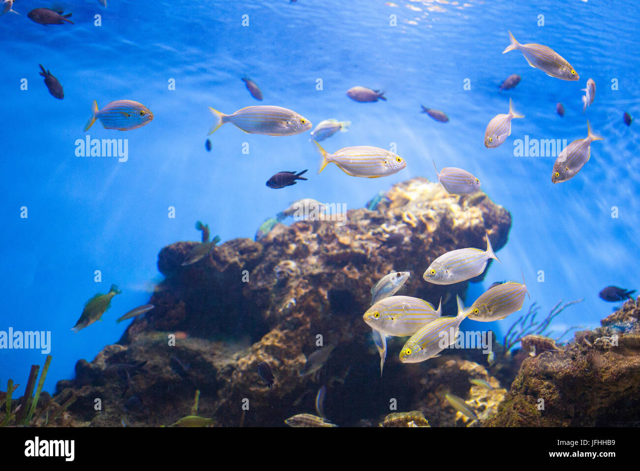 School of Tuna Fish Stock Photo Alamy