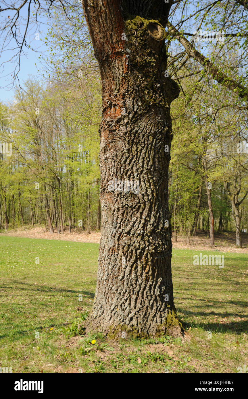 Quercus robur, German Oak, Trunk Stock Photo