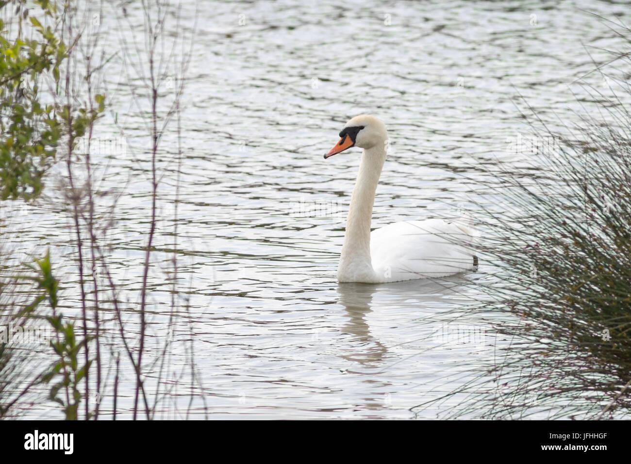 Swan in the biotope Stock Photo