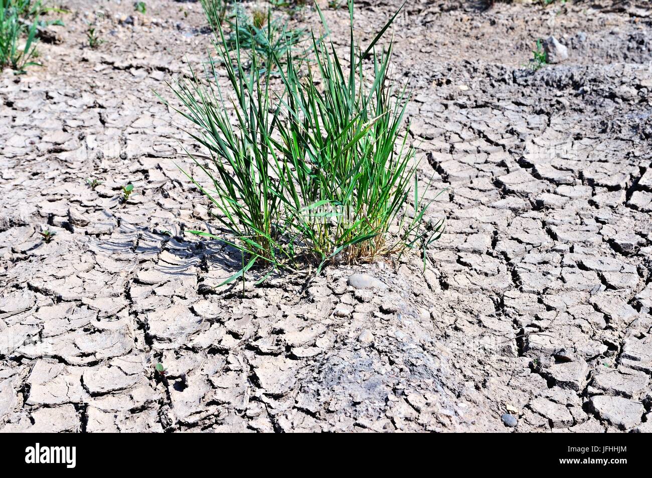 Green in the dry Stock Photo