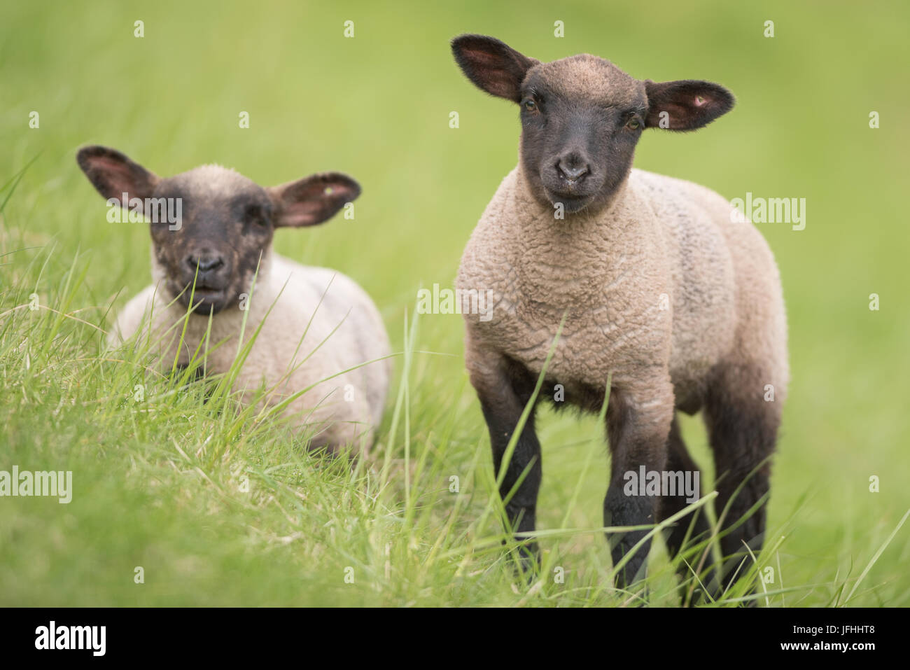 Young sheep with black head. Stock Photo
