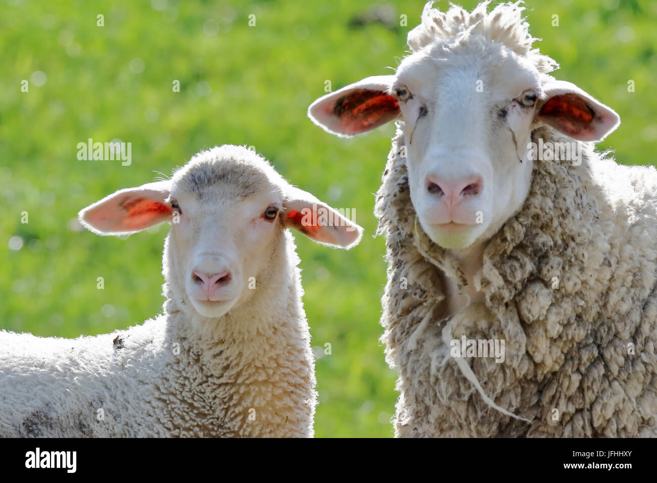 Mother animal and lamb portrait Stock Photo