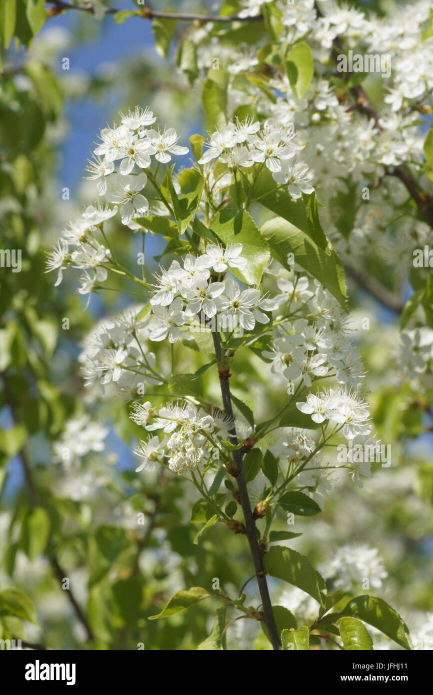 Prunus mahaleb, Mahaleb Cherry Stock Photo