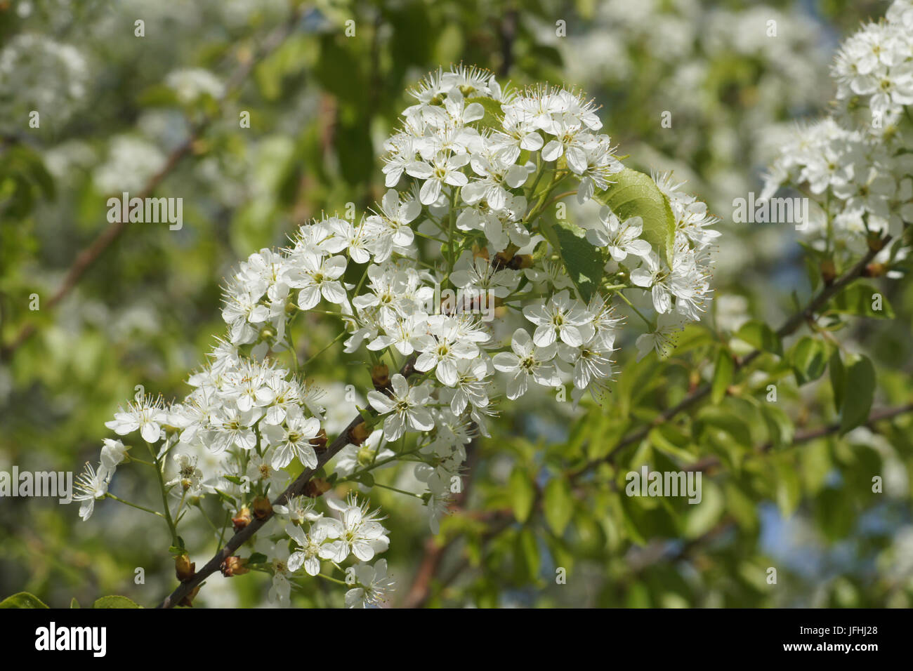 Prunus mahaleb, Mahaleb Cherry Stock Photo - Alamy