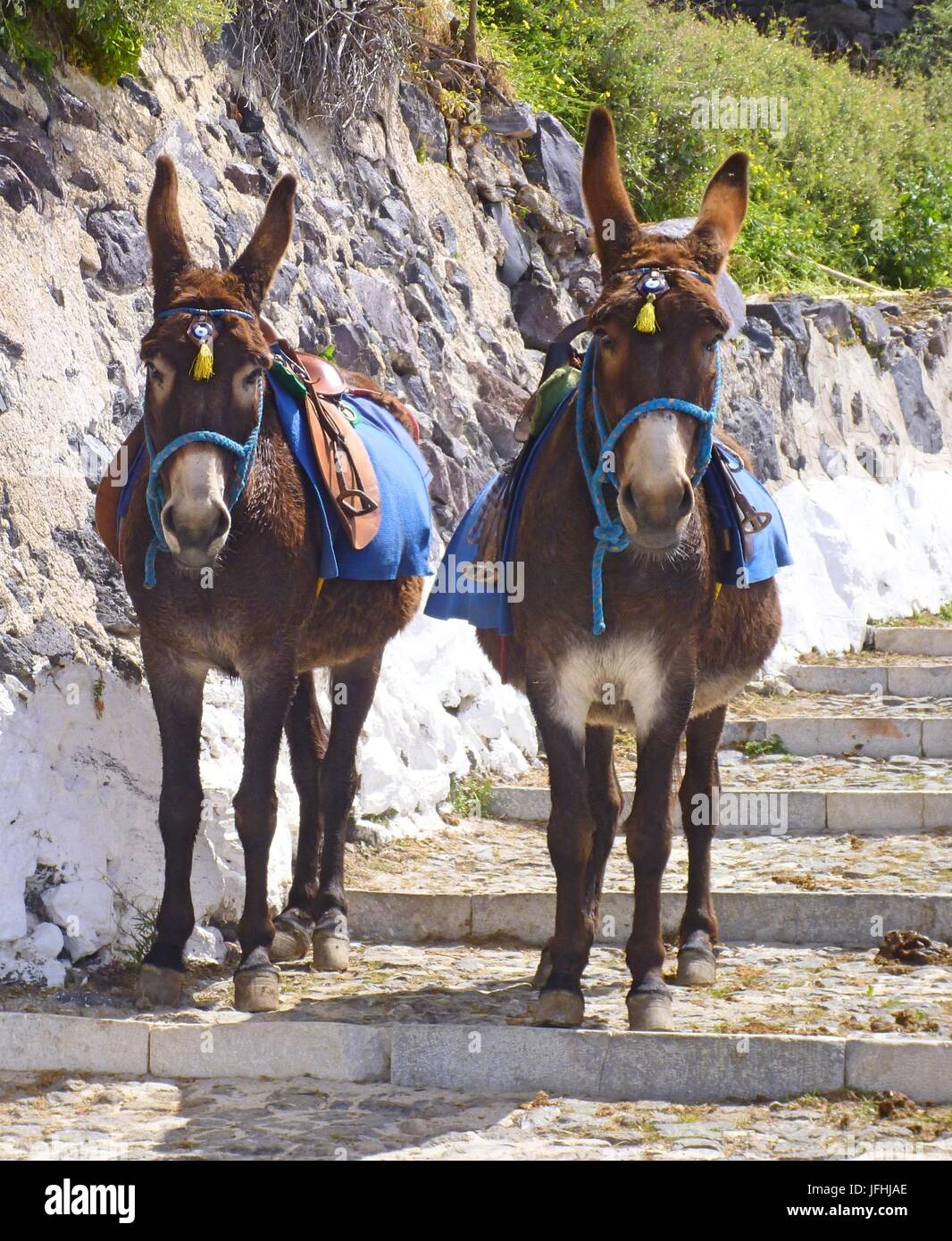 two donkeys in Fira, Santorini, Greece Stock Photo Alamy