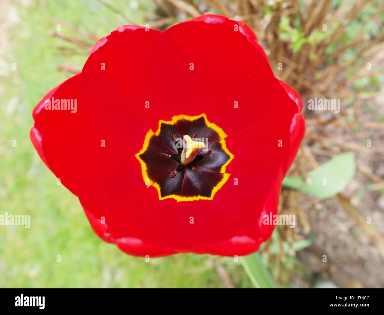 Red tulip close up Stock Photo - Alamy