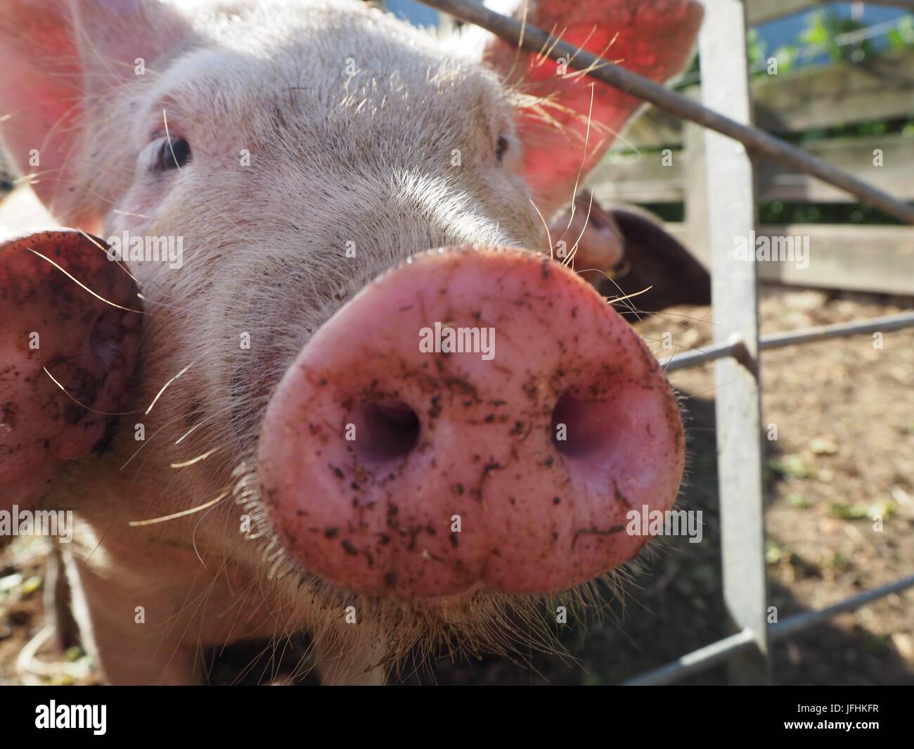 pig nose close up Stock Photo