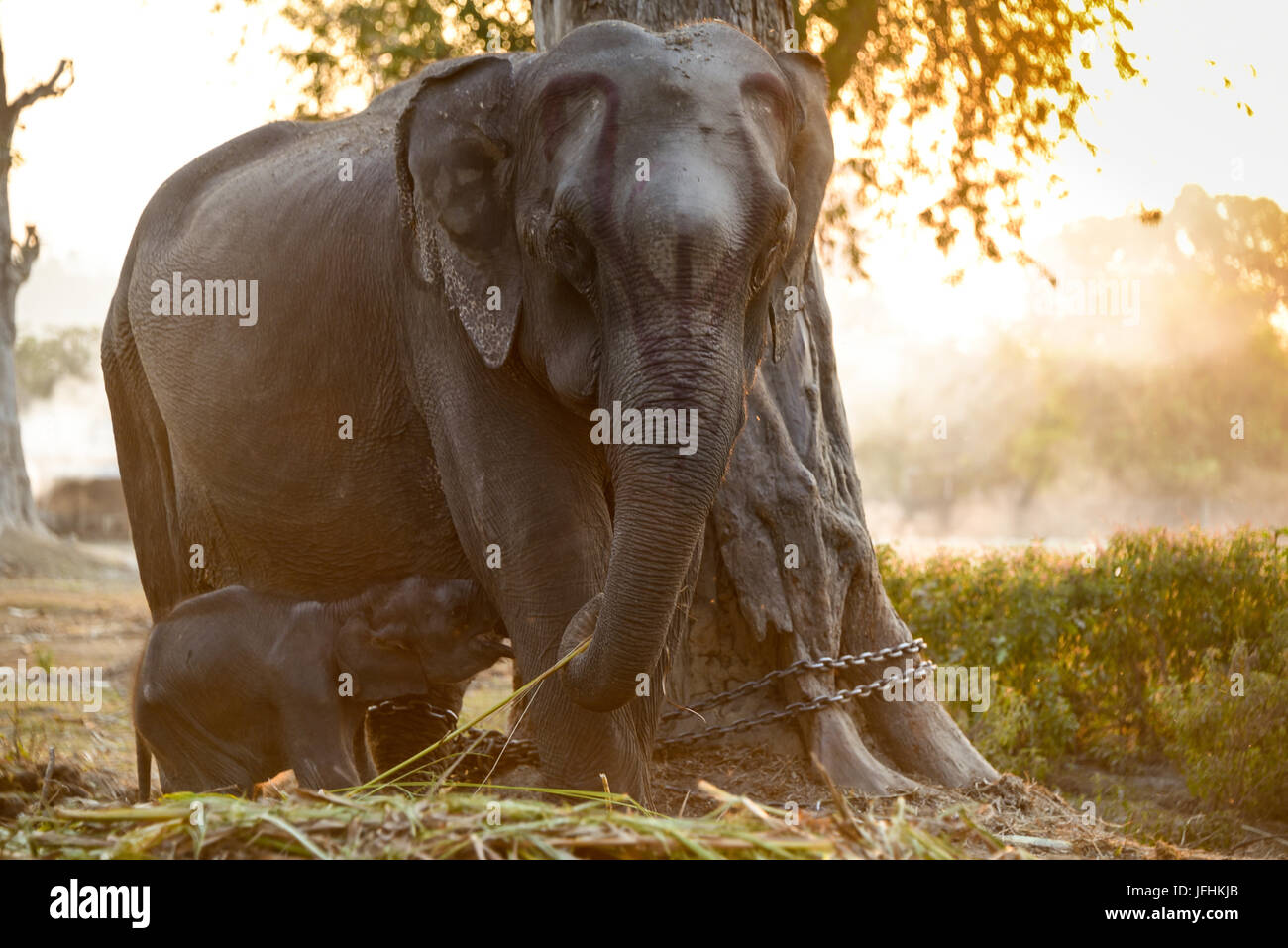 group elephants playing and eating grass with their calf Stock Photo