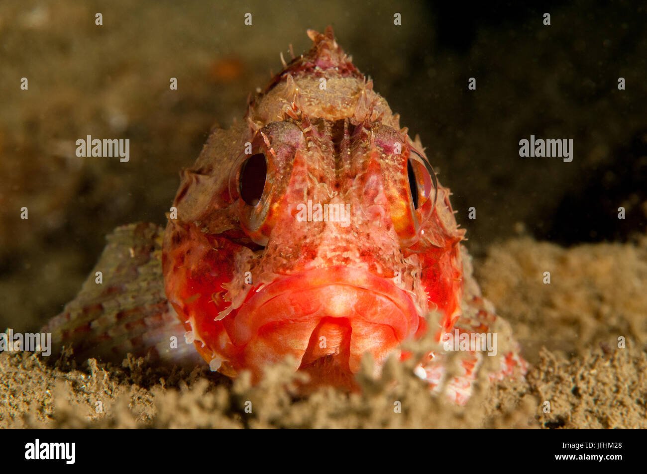 Small red scorpionfish (Scorpaena notata), in llla Metaua, L'escala, Costa Brava, Catalonia Stock Photo