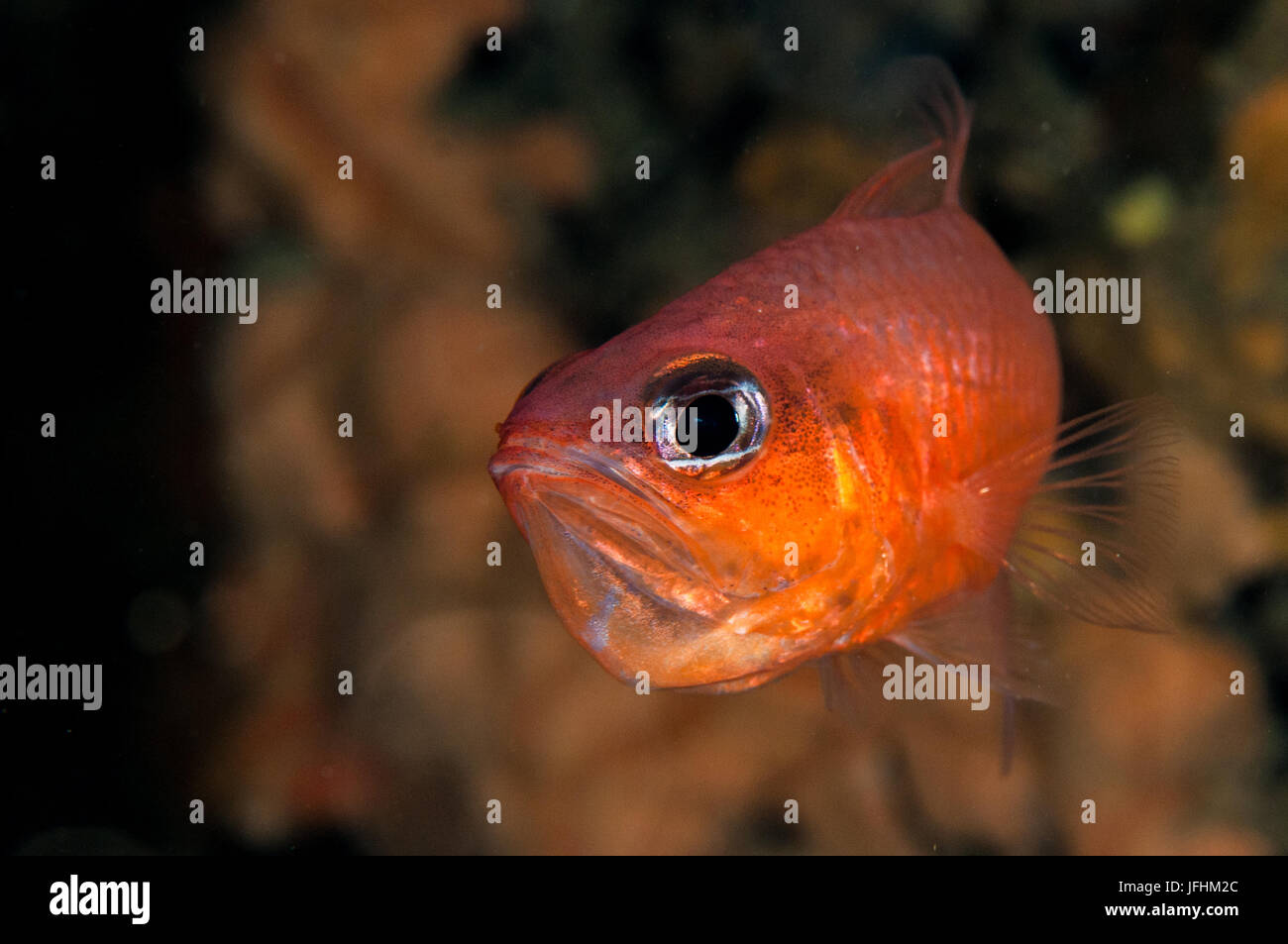 Cardinal fish (Apogon imberbis), in llla Metaua, L'escala, Costa Brava ...
