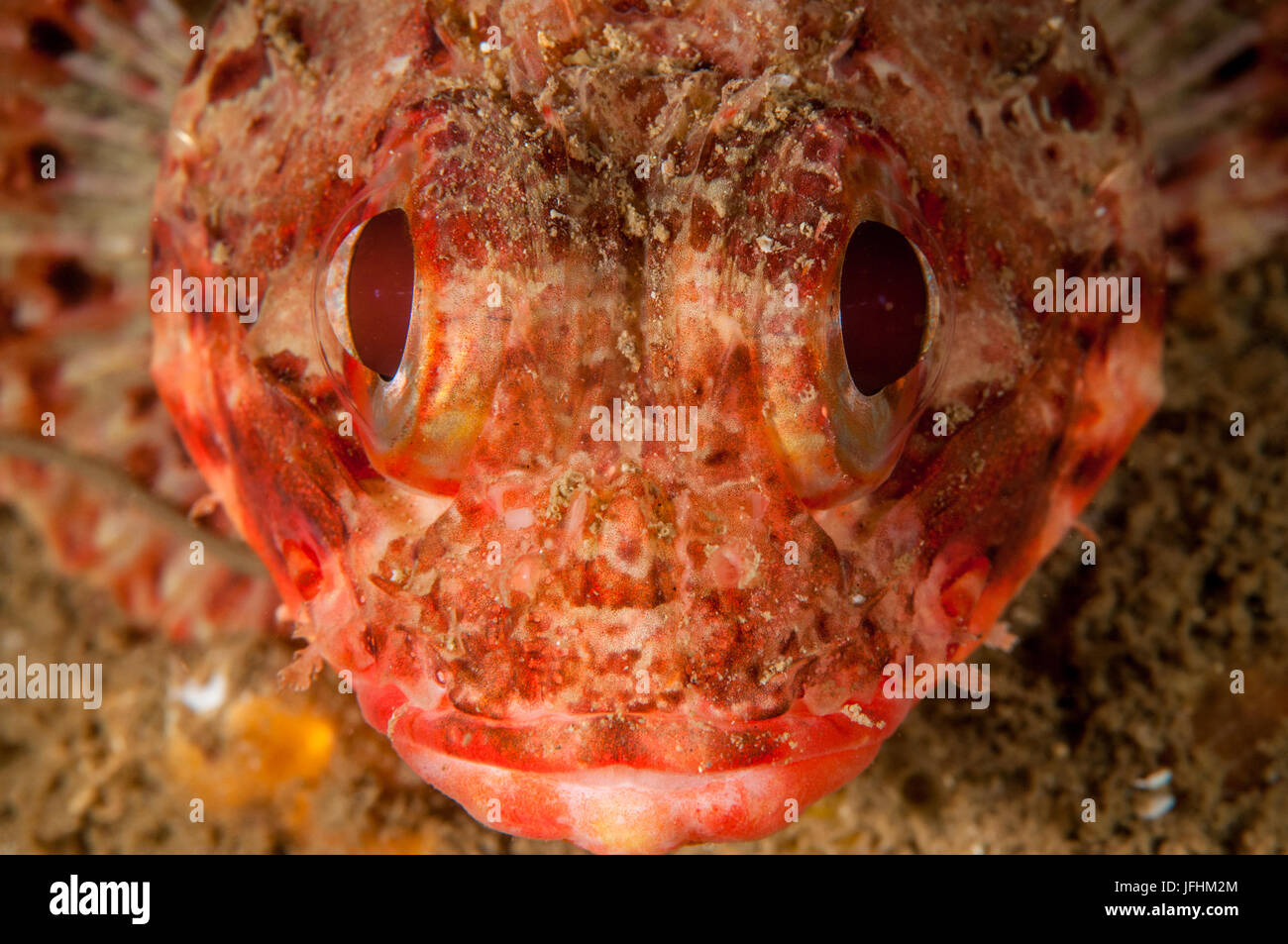 Small red scorpionfish (Scorpaena notata), in llla Metaua, L'escala, Costa Brava, Catalonia Stock Photo