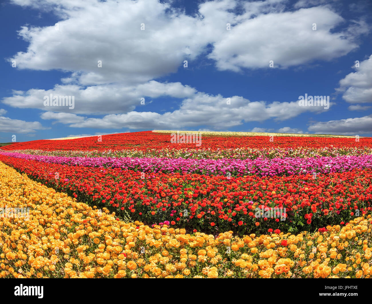 Sunny fields of garden buttercups /ranunculus/ Stock Photo