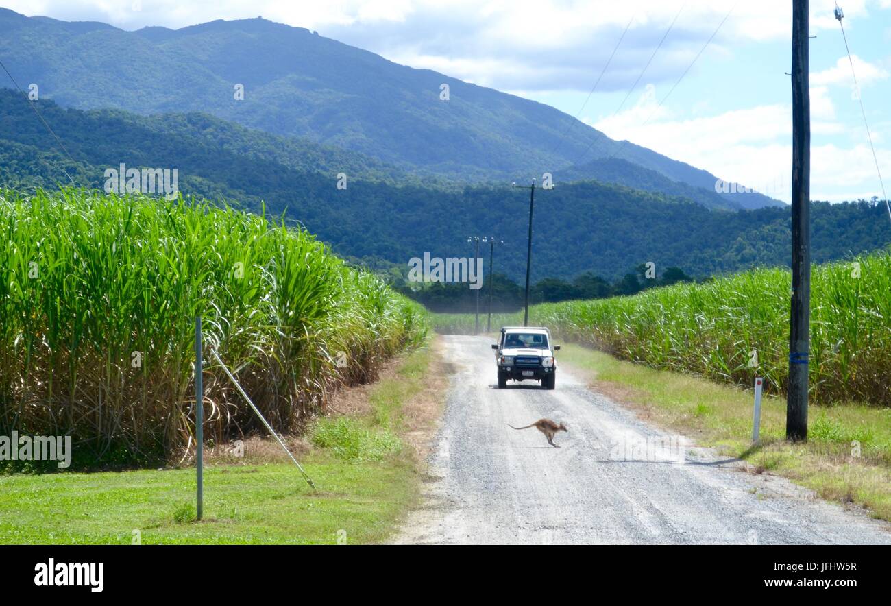 Wallaby hops across dirt track with truck approaching in the background Stock Photo