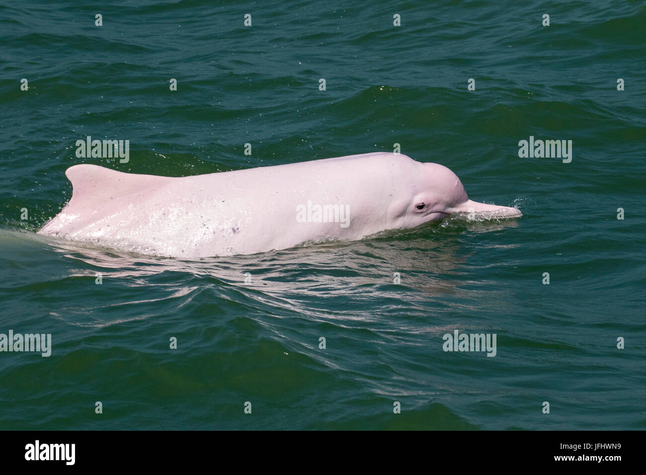 An adult Indo-Pacific Humpback Dolphin (Sousa chinensis) surfacing in Hong Kong waters. This coastal species faces many threats from humans. Stock Photo