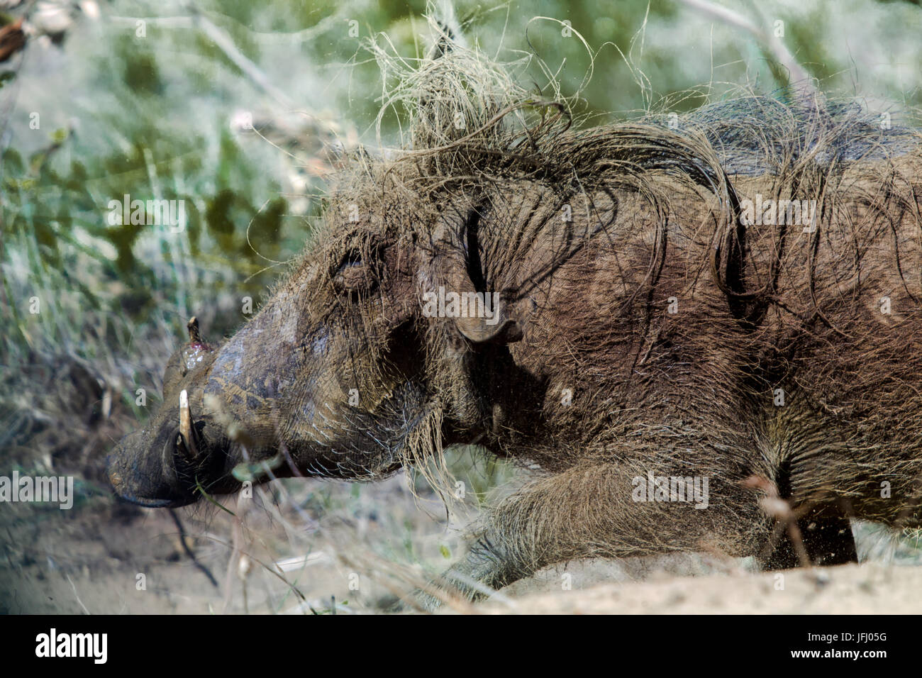 Wild boar in isimangaliso-wetland-park South Africa Stock Photo
