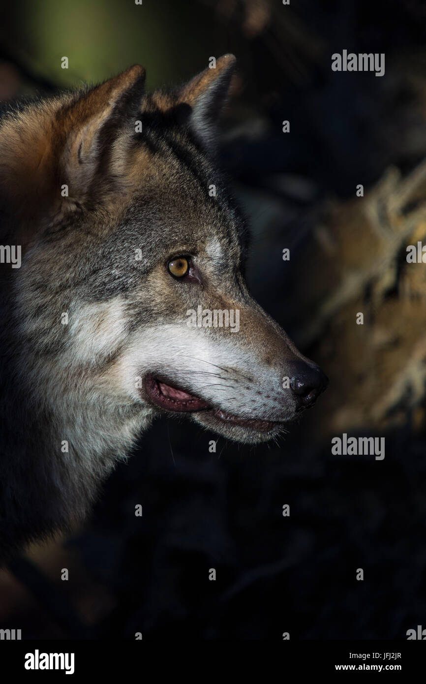 Wolf, look, illuminated Stock Photo