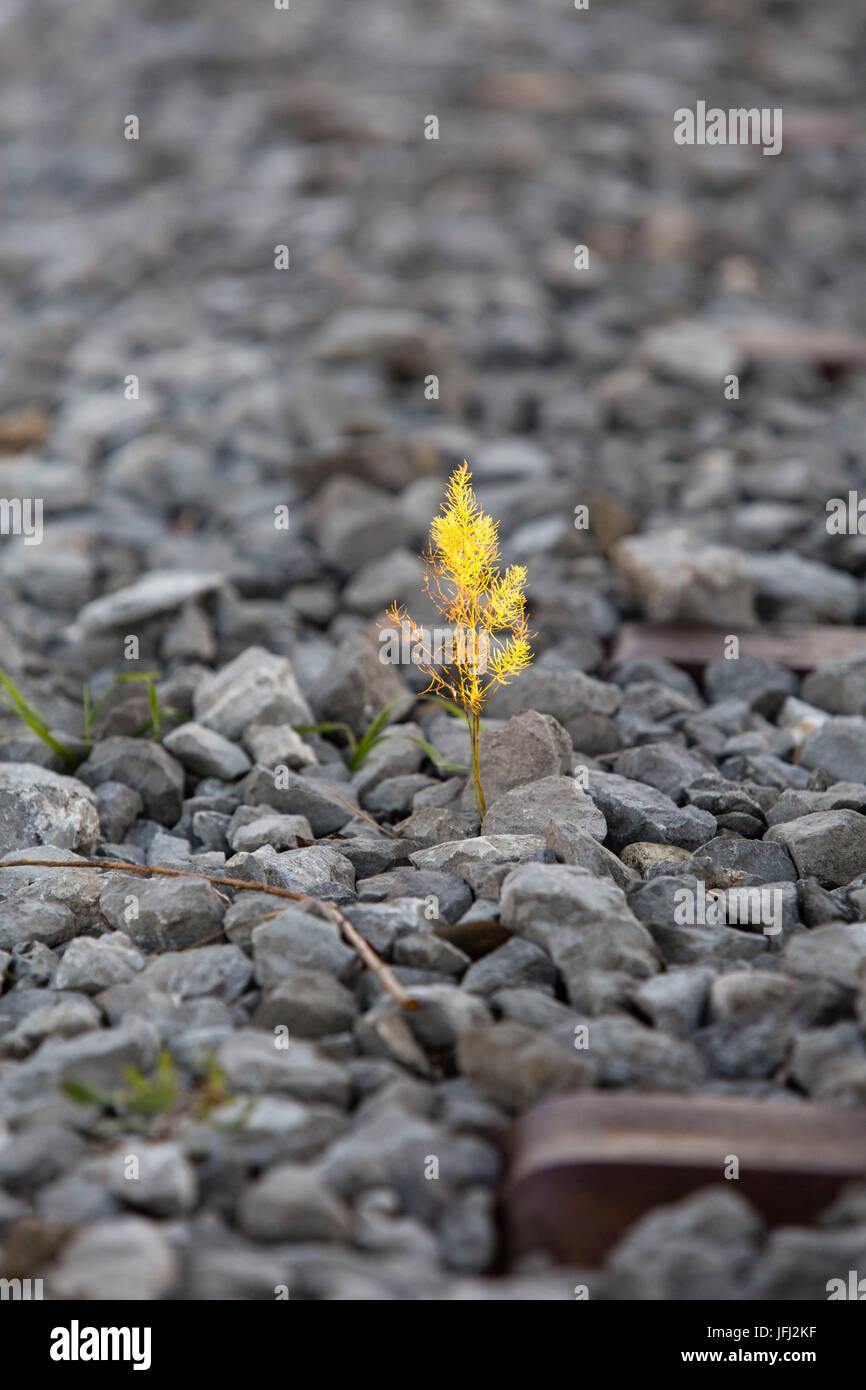 angeleuchtete plant, grit Stock Photo