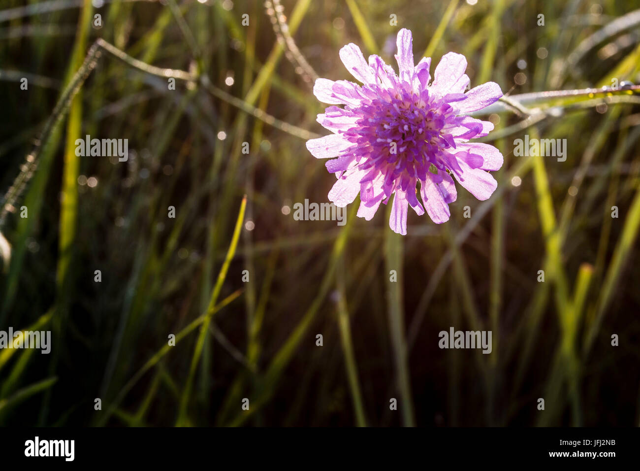 widow flower shines in the back light Stock Photo Alamy