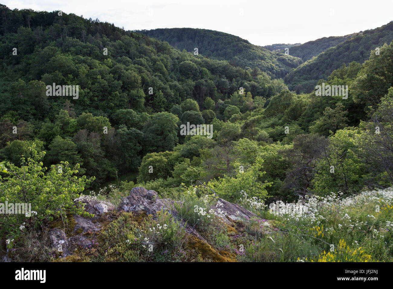 Wood, valley, flowers, rock, hill, heaven Stock Photo