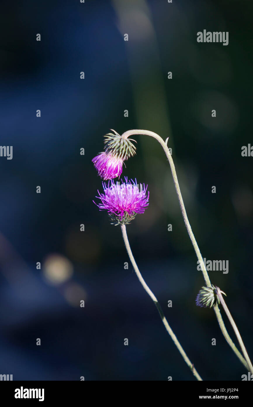 Usual alp thistle hires stock photography and images Alamy