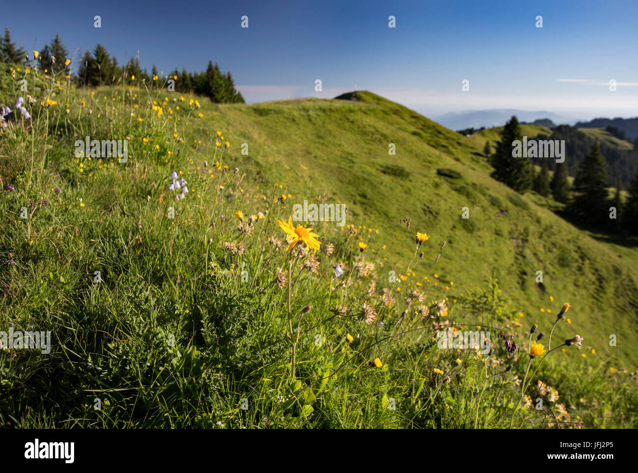 Flower meadow, mountain pasture, Hohe Kugel, mountains Stock Photo