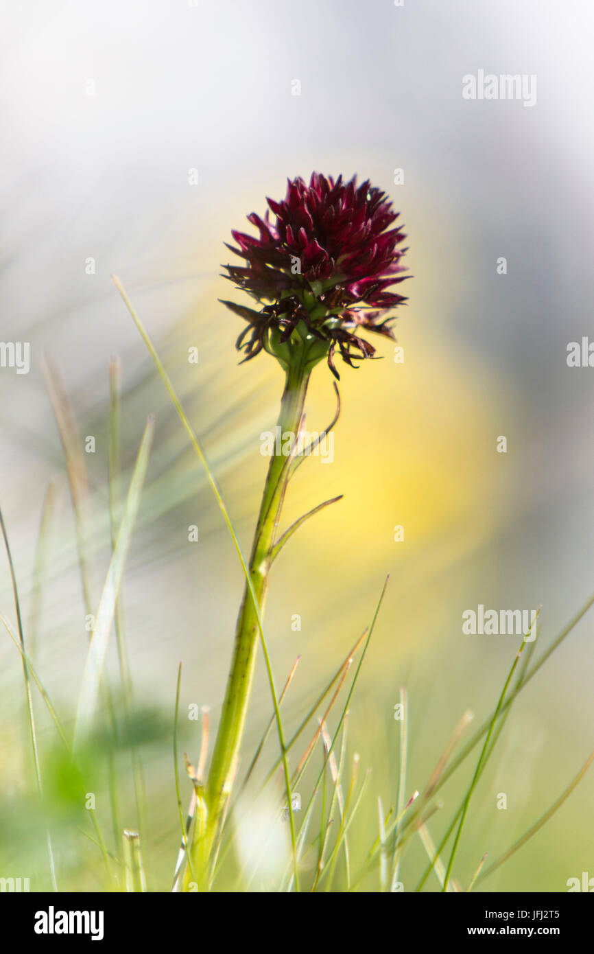 black orchid, plant Stock Photo