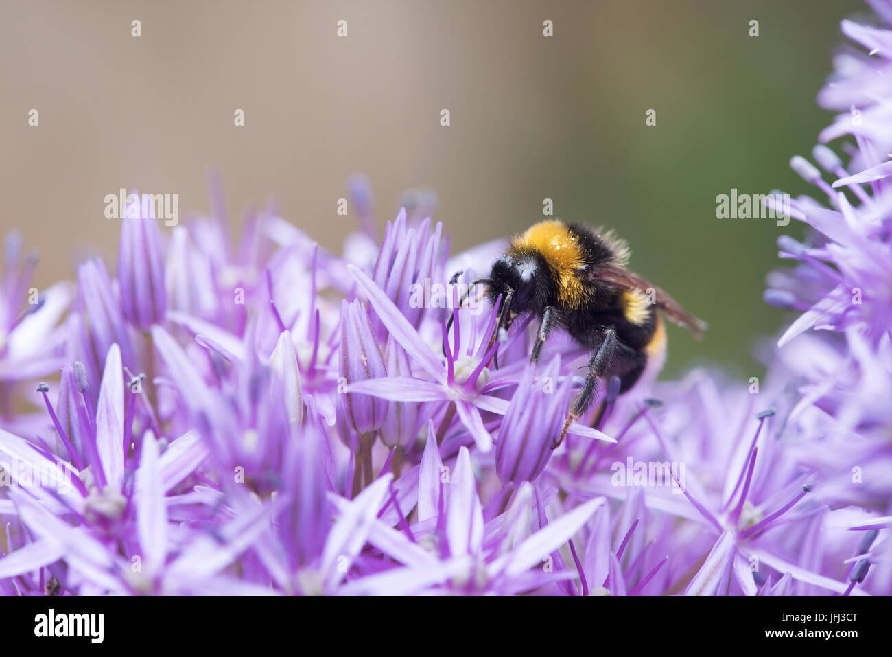 Bombus lucorum. White-tailed bumblebee feeding on Allium flower in an english garden. UK Stock Photo