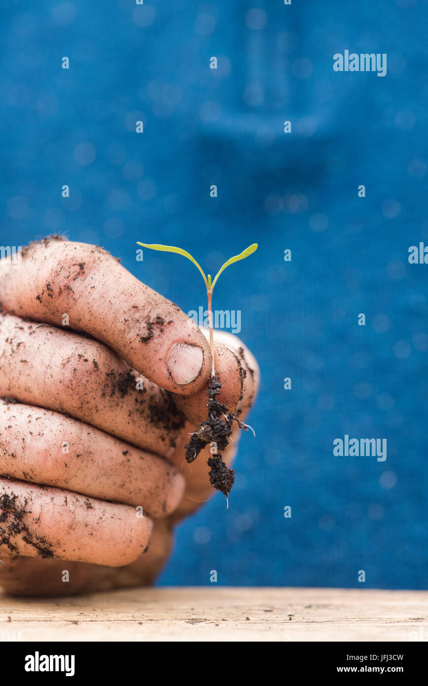 Gardeners hands holding a vegetable seeding in his hands. Close up macro. UK Stock Photo