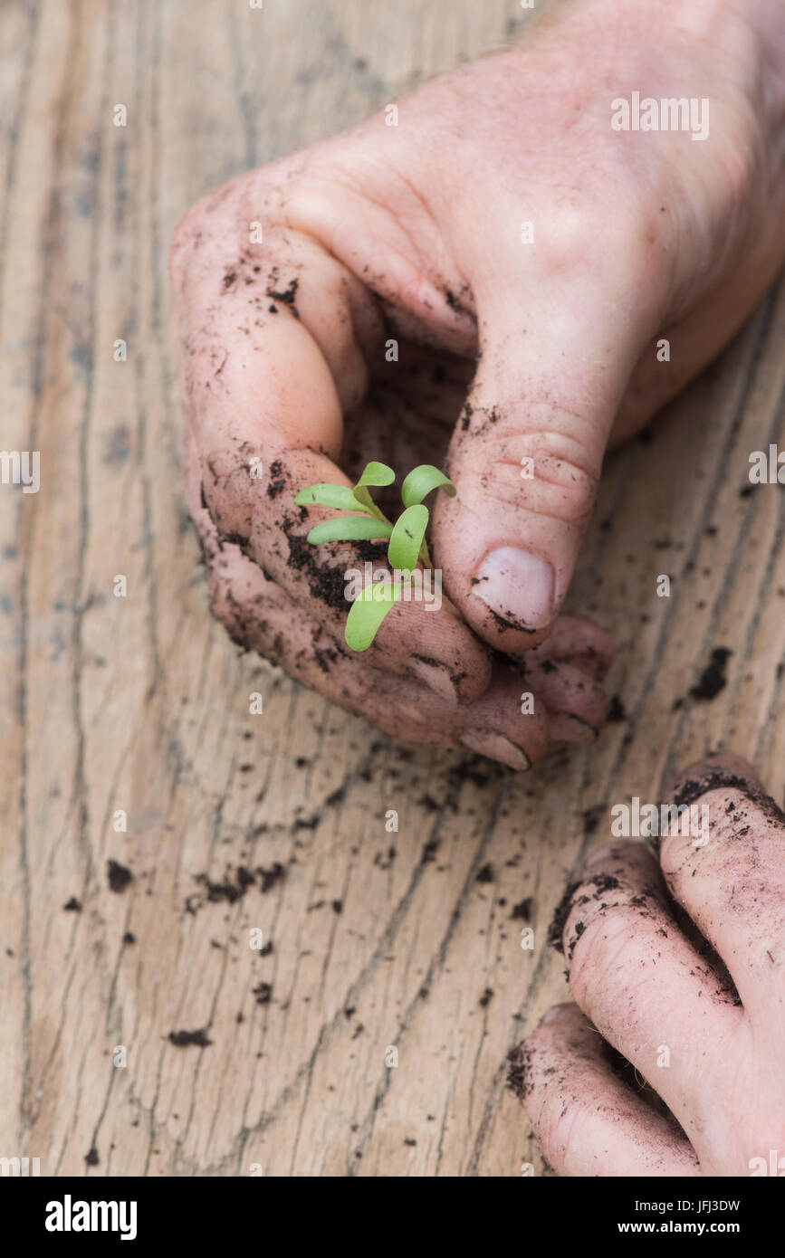 Gardeners hands holding a vegetable seeding in his hands. Close up macro. UK Stock Photo