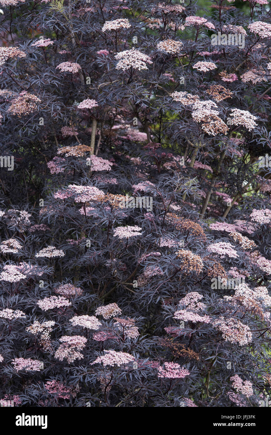 Sambucus nigra f. porphyrophylla Eva . Black Elder in flower in an english garden. UK Stock Photo